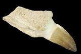 Fossil Rooted Mosasaur (Prognathodon) Tooth - Morocco #163929-1